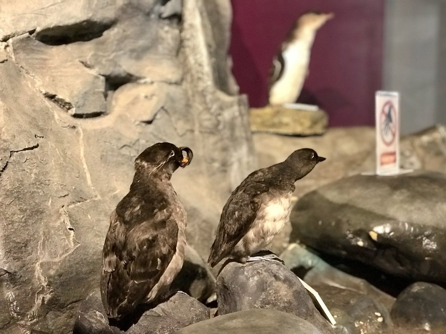 Seabirds of Alaska...and New Zealand.