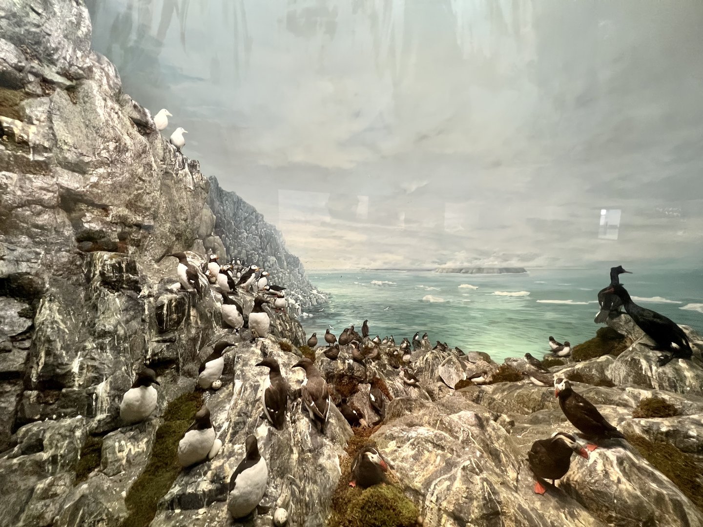 Seabirds of Bering Sea