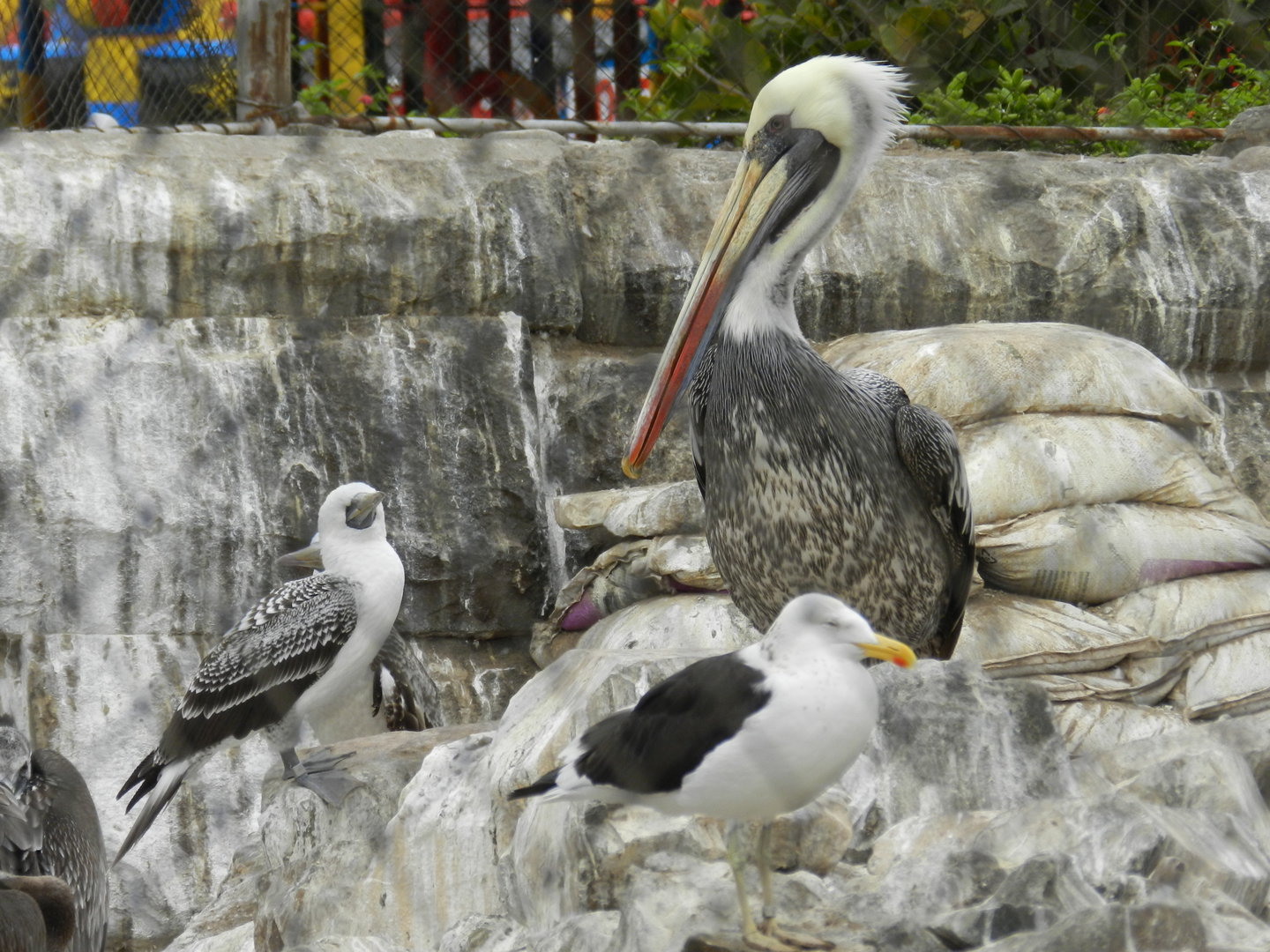 Seabirds - Parque de Las Leyendas