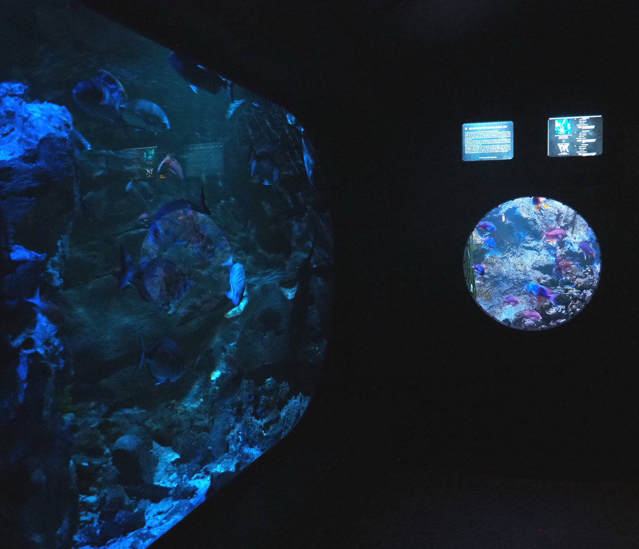 Seabream and Swallowtail seaperch tanks, 2022-09-14