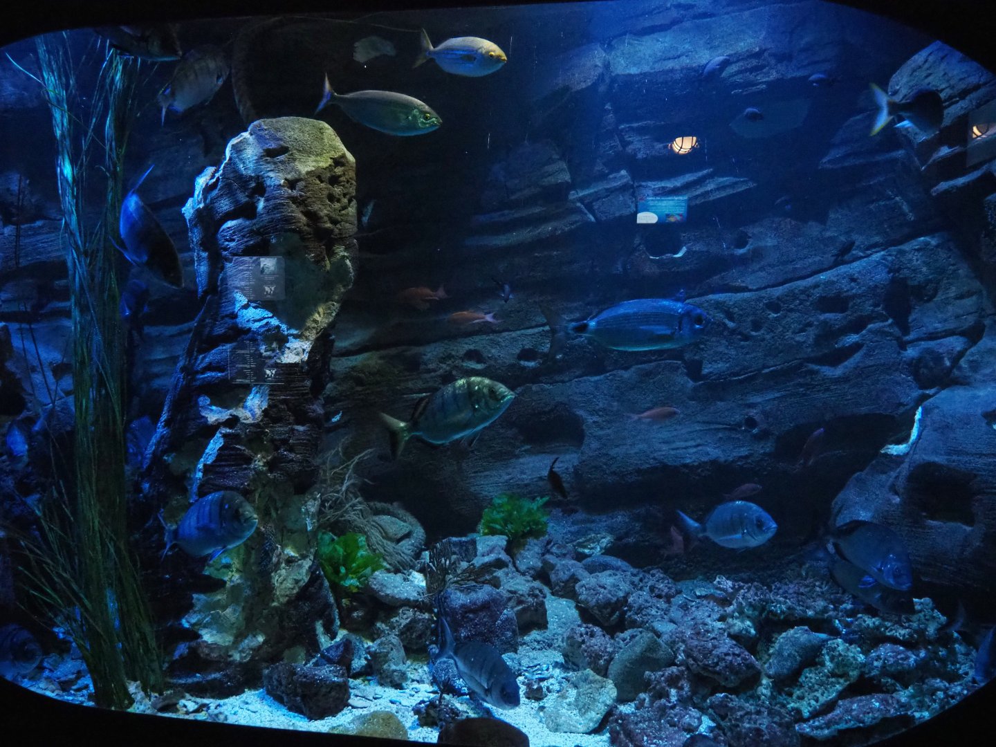 Seabream tank, 2020-09-03