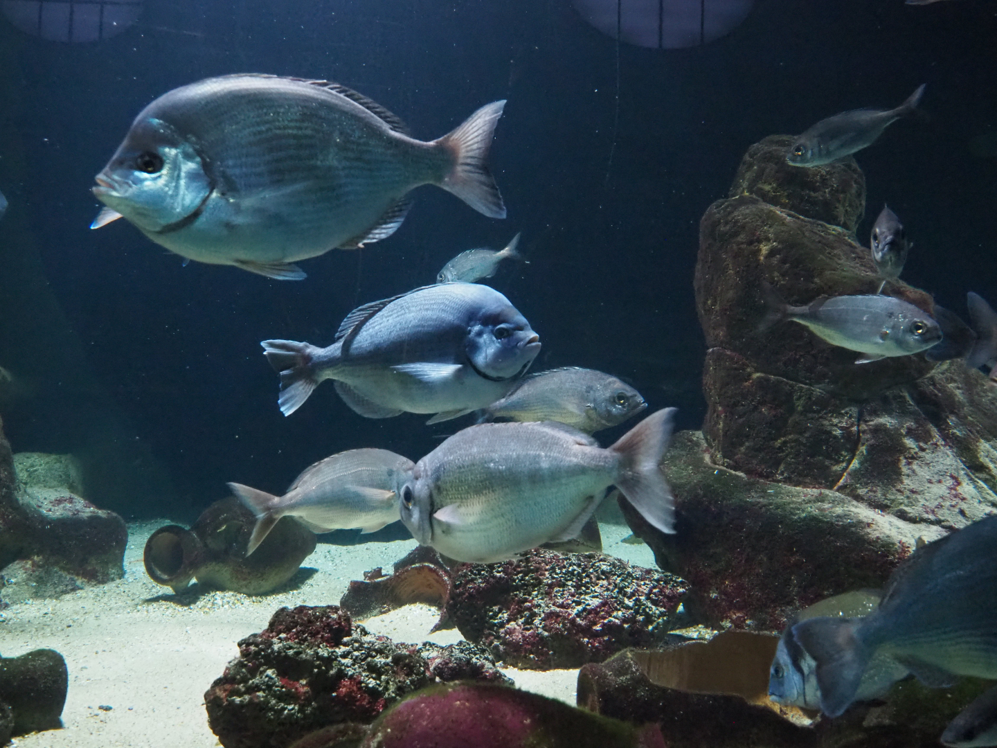 Seabreams in the Mediterranean tank, 2020-06-28