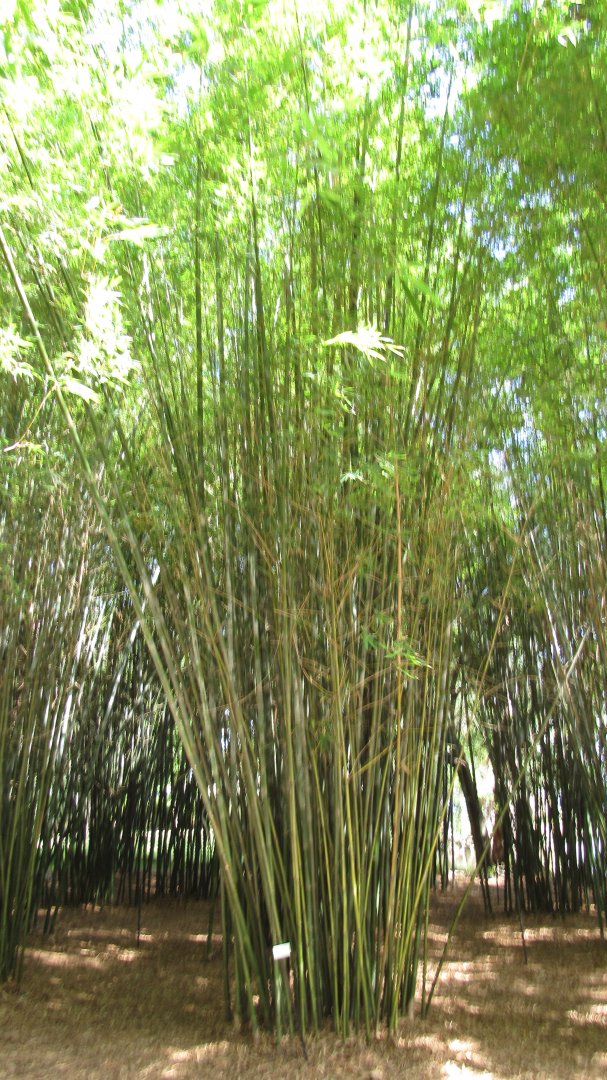 Seabreeze Bamboo