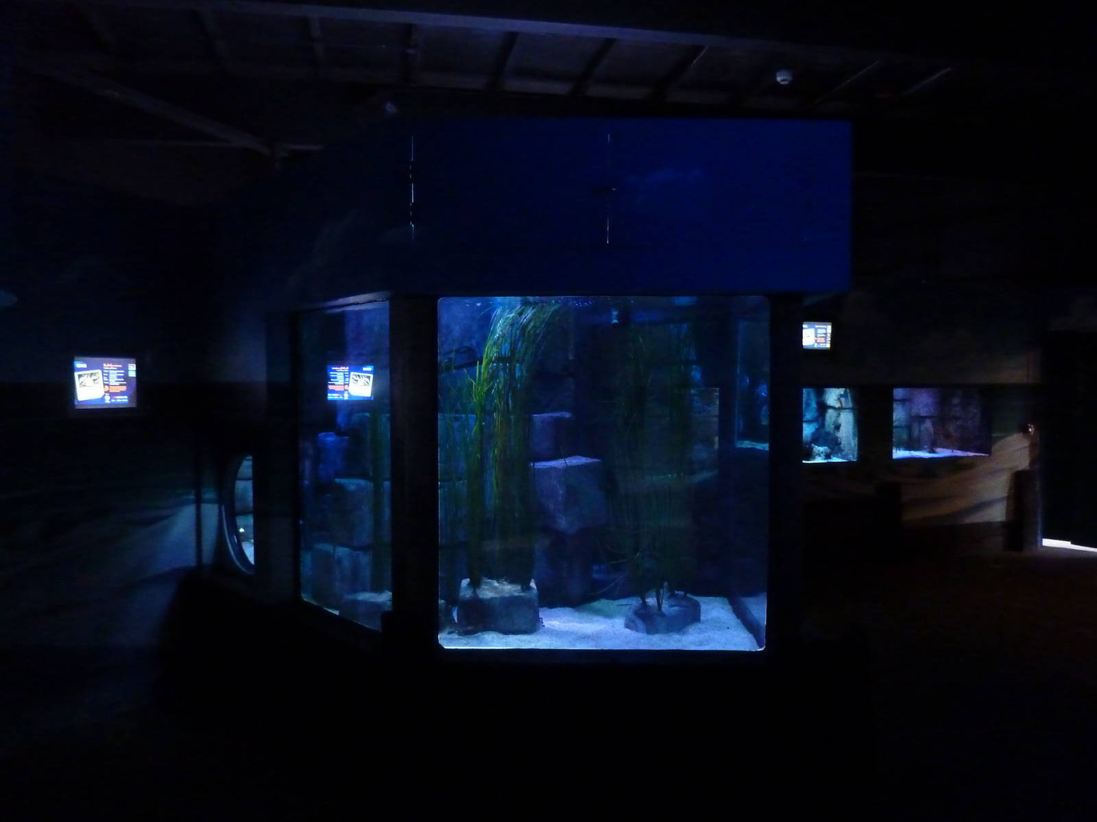 Seadragon tank, 8th Feb 2012