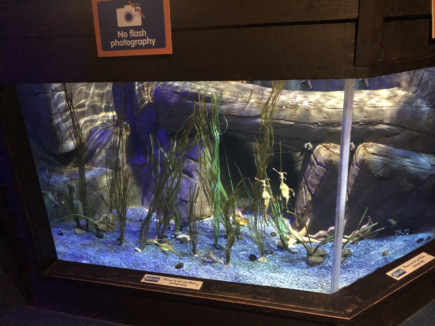 Seadragon Tank at SEA LIFE Scarborough (September 2022)