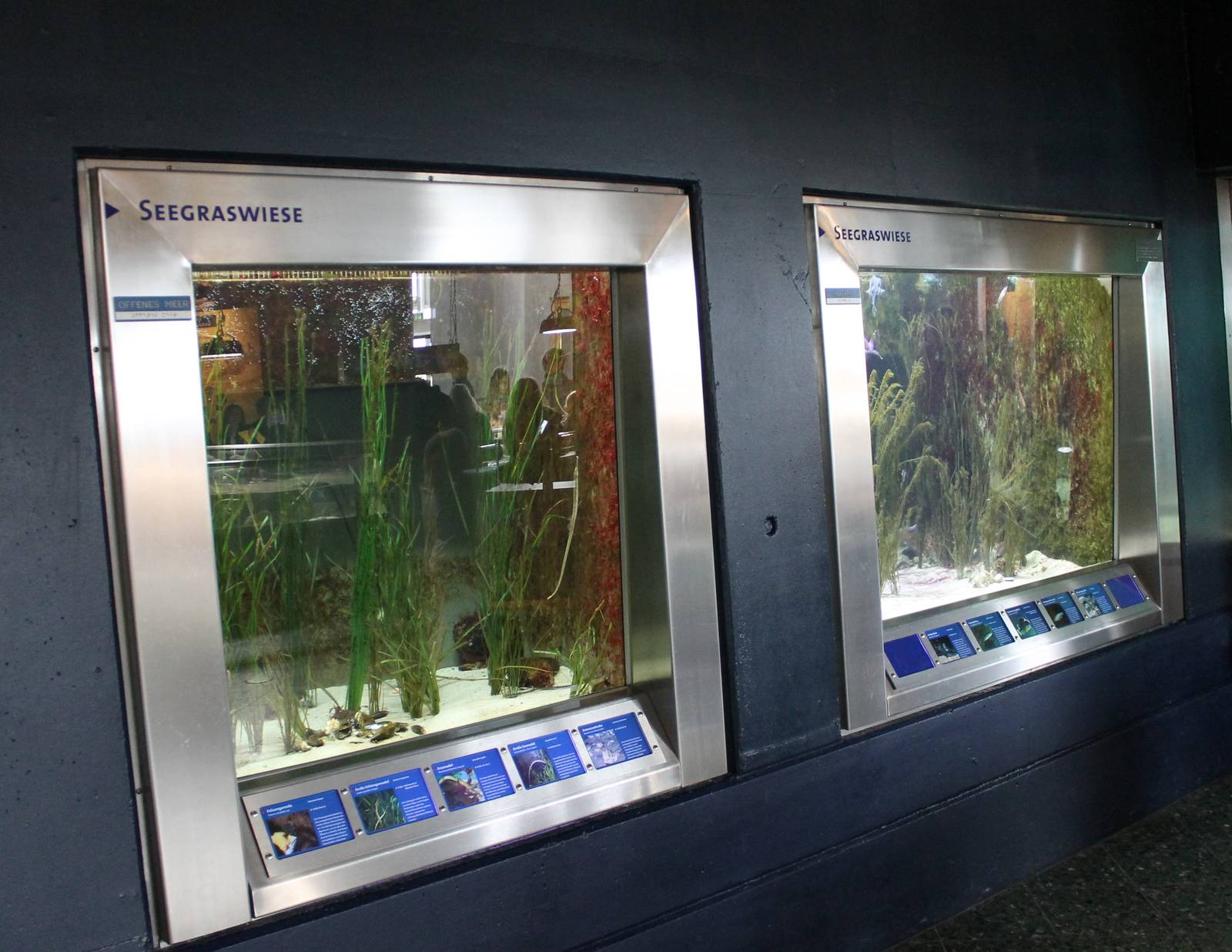 Seagrass aquariums