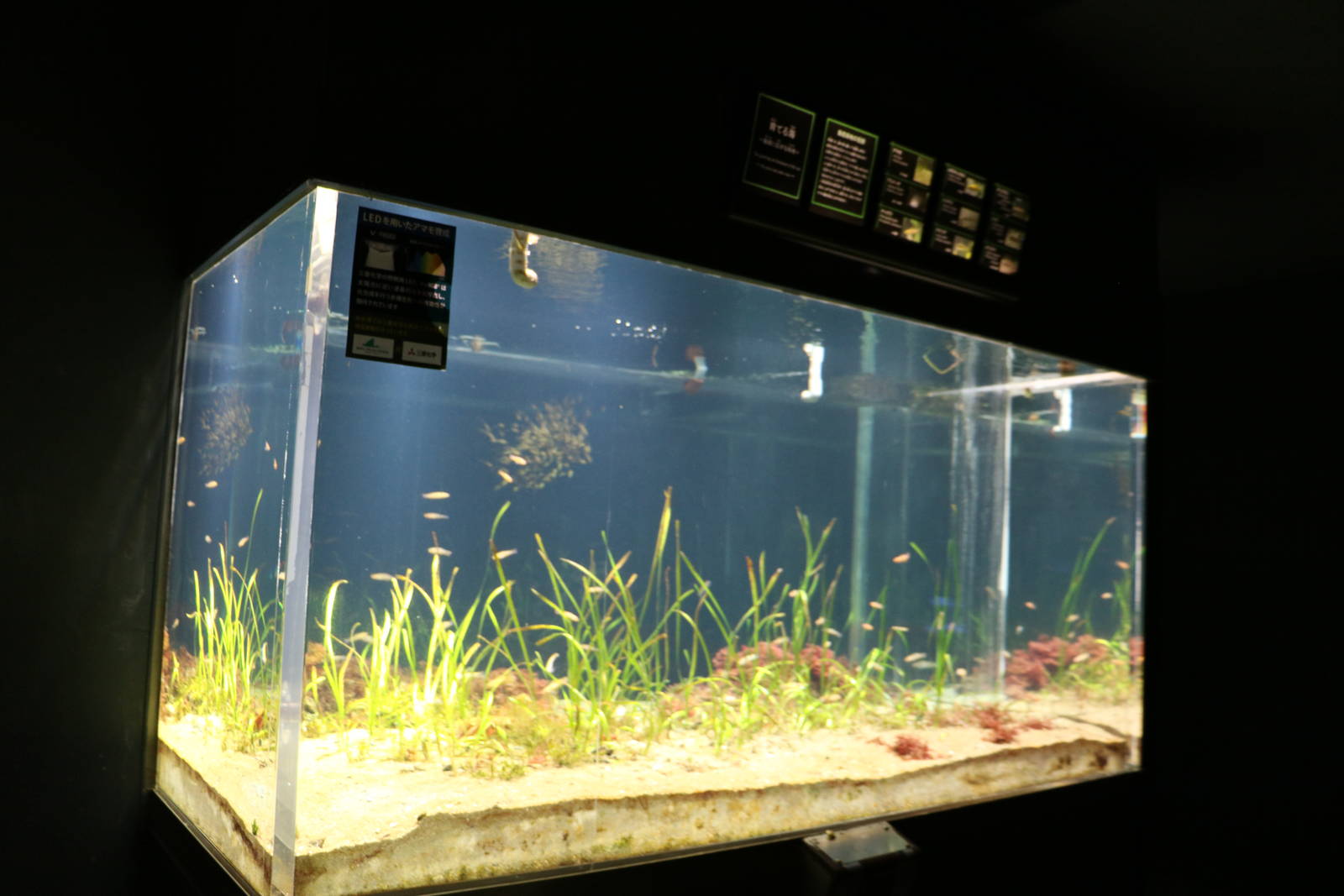 Seagrass tank, February 2016