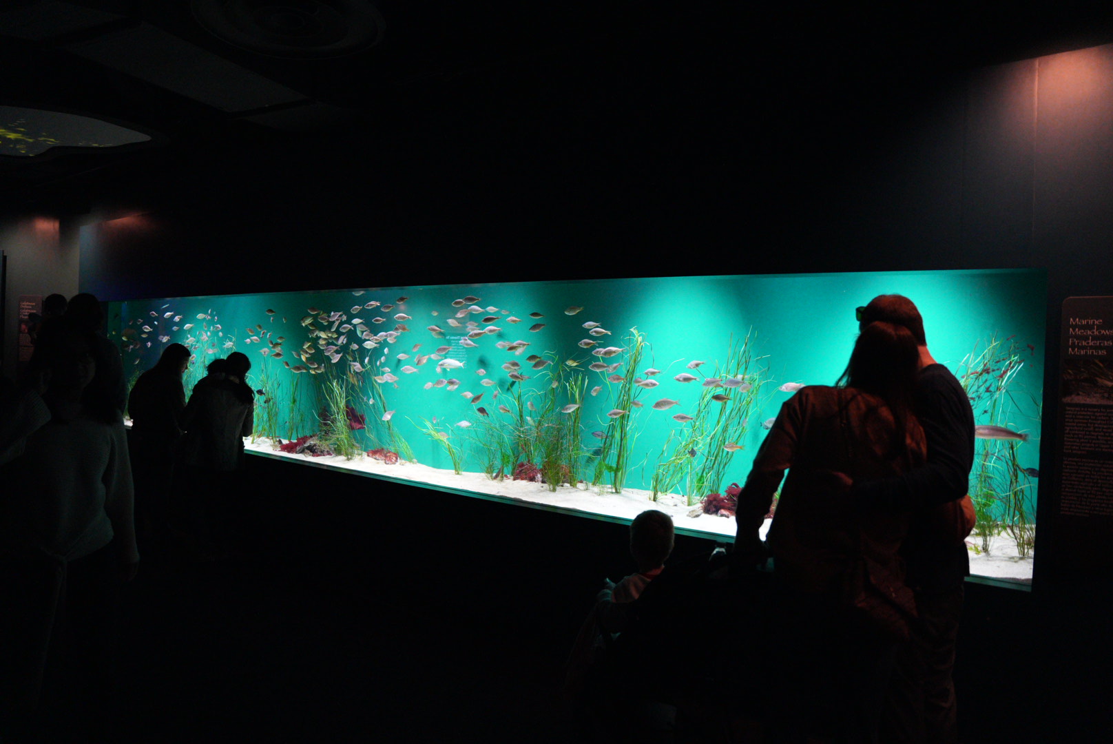 Seagrass Tank (SoCal Gallery)