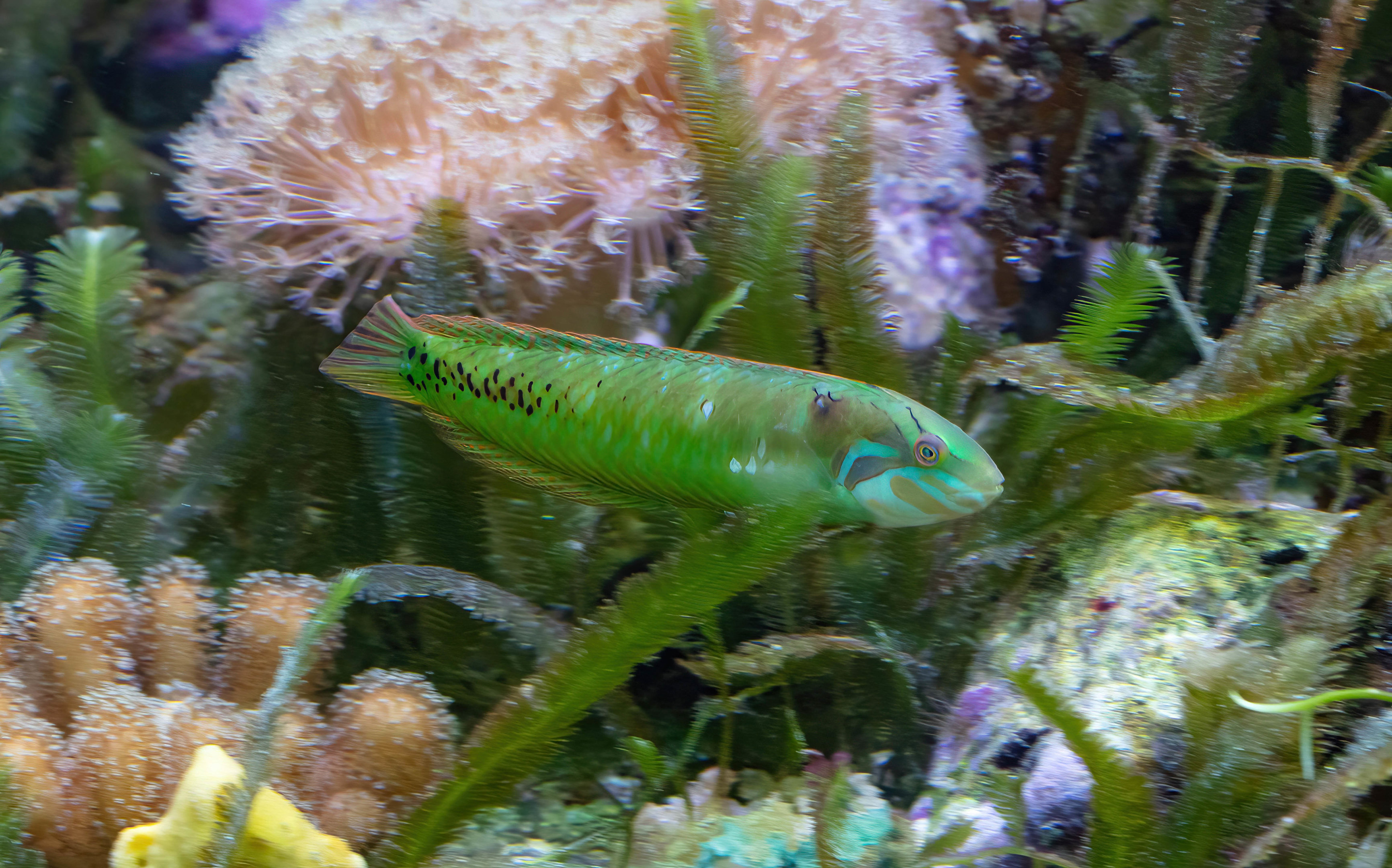 Seagrass Wrasse