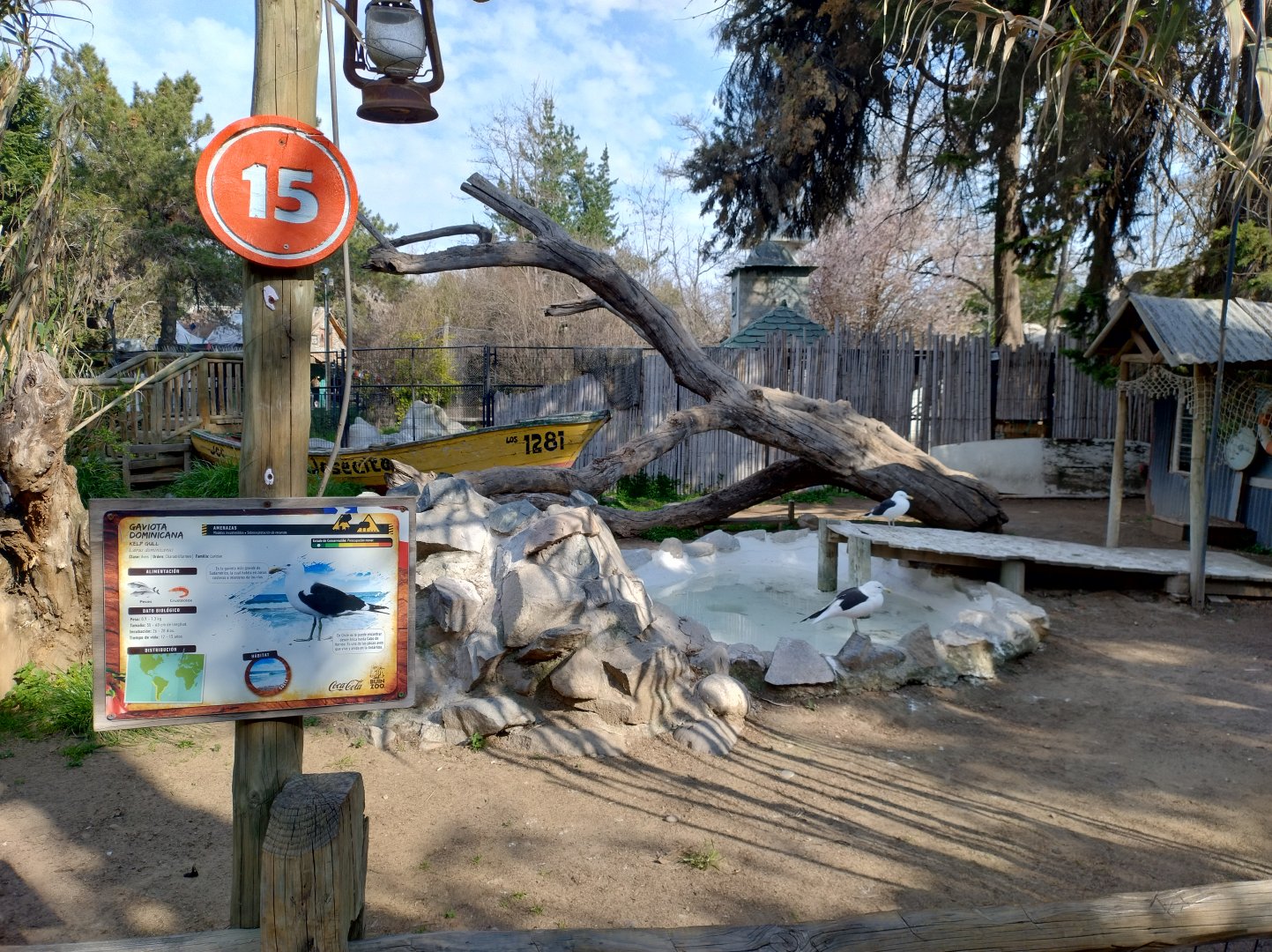 Seagull exhibit - Buin zoo
