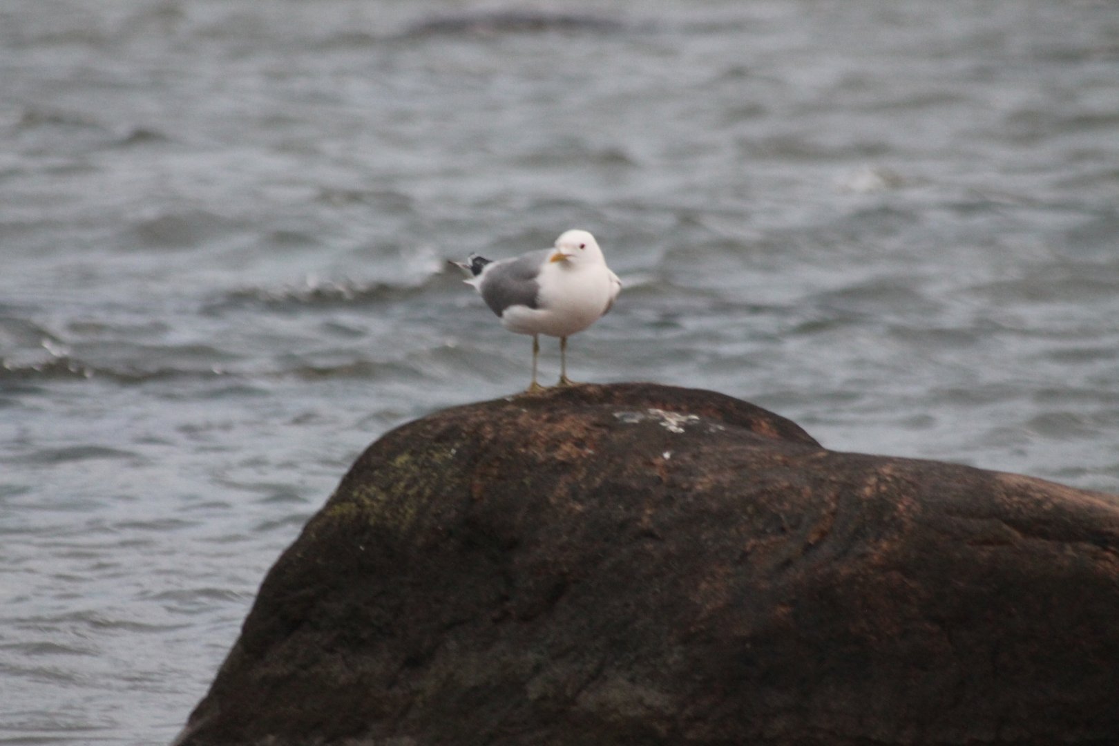 seagull on rock