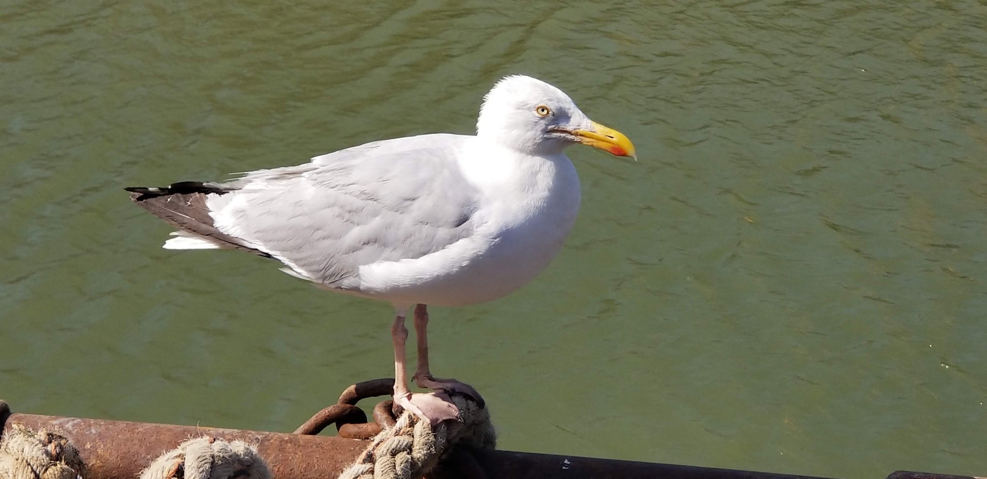 Seagull
