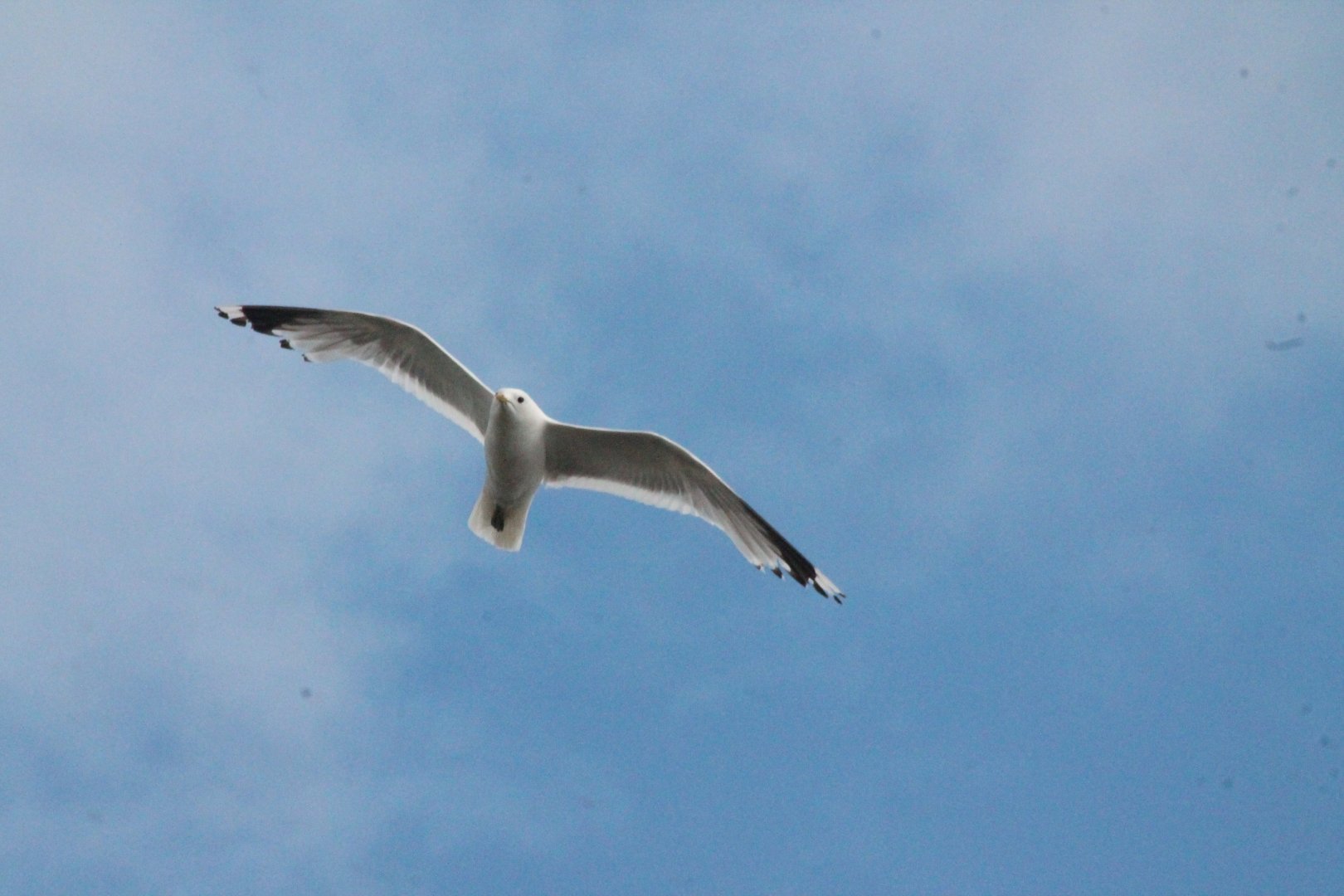 seagull