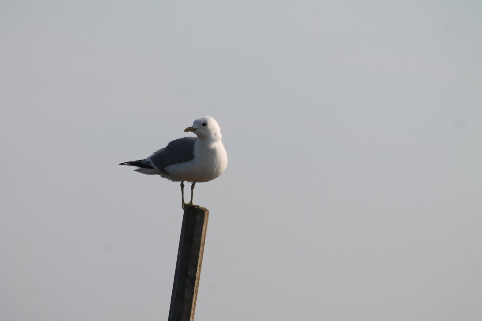 seagull