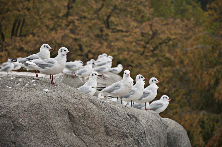 Seagulls at Hamburg