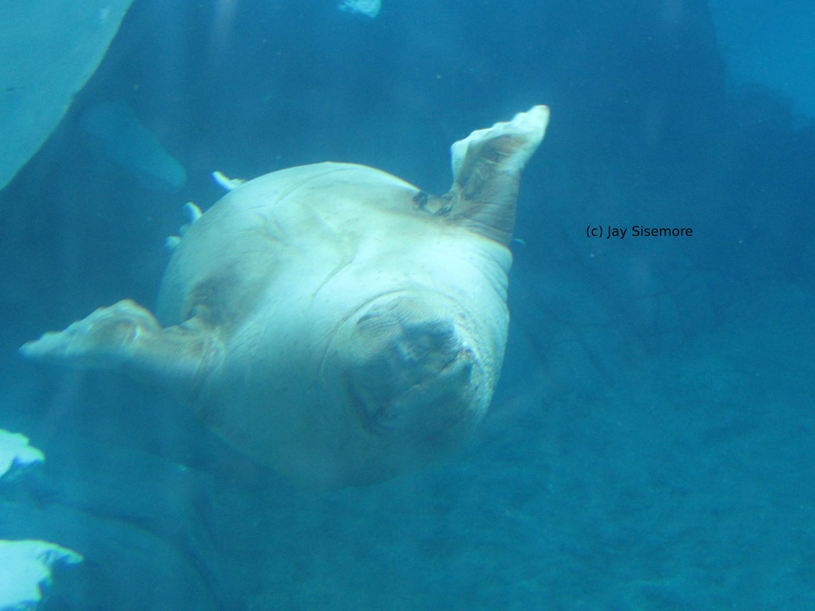 Seahook the Pacific Walrus