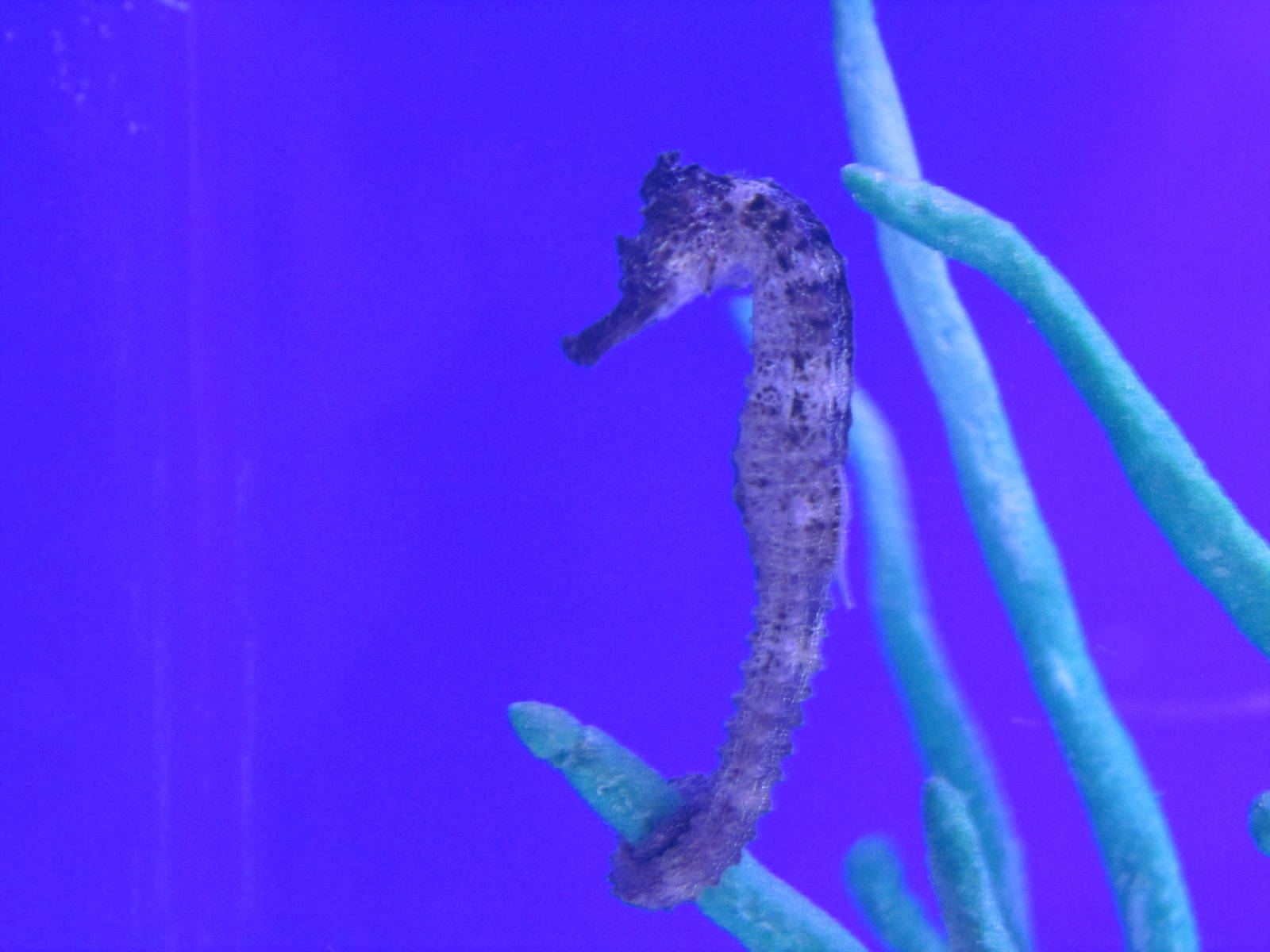 seahorse acuario inbursa