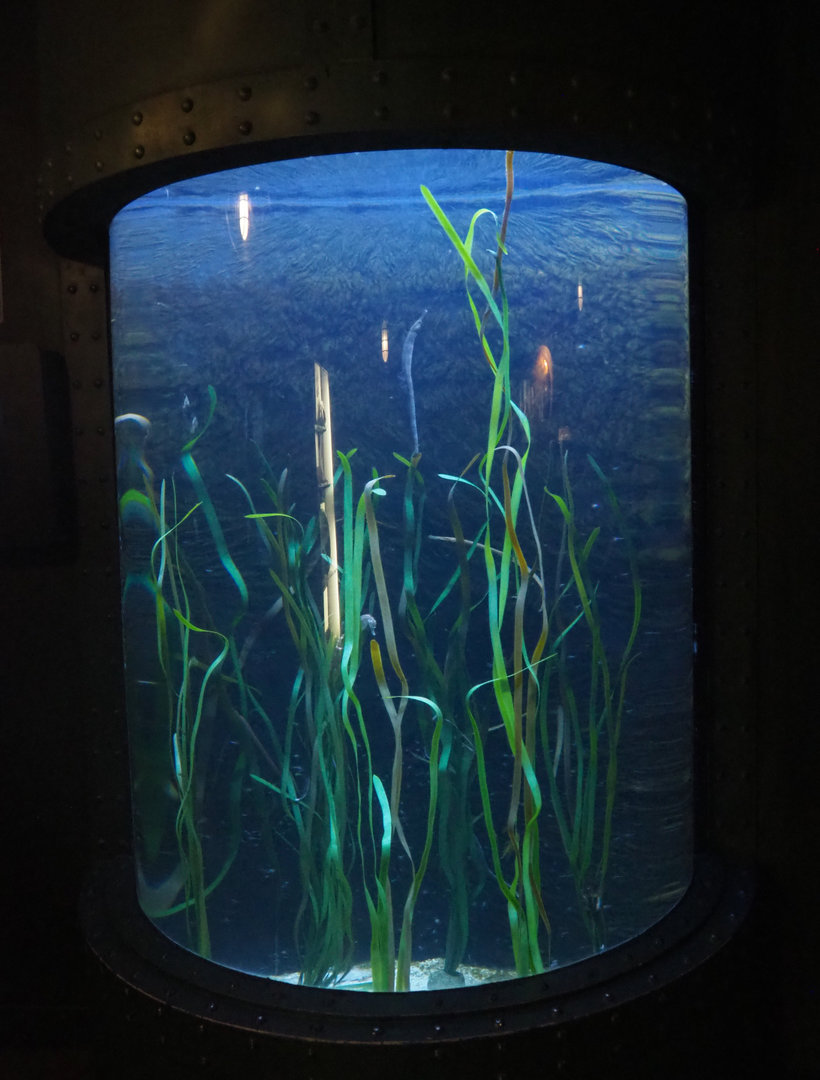 Seahorse and Pipefish cylinder tank, 2022-09-14