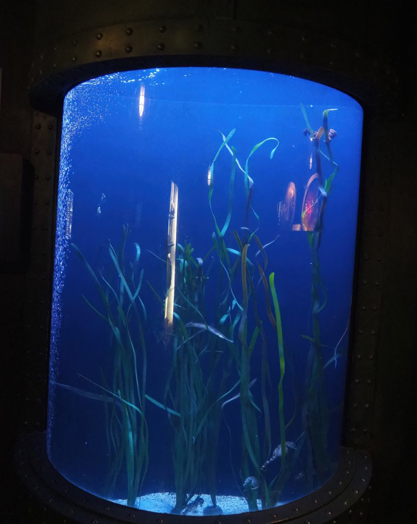 Seahorse and pipefish tank, 2023-05-15