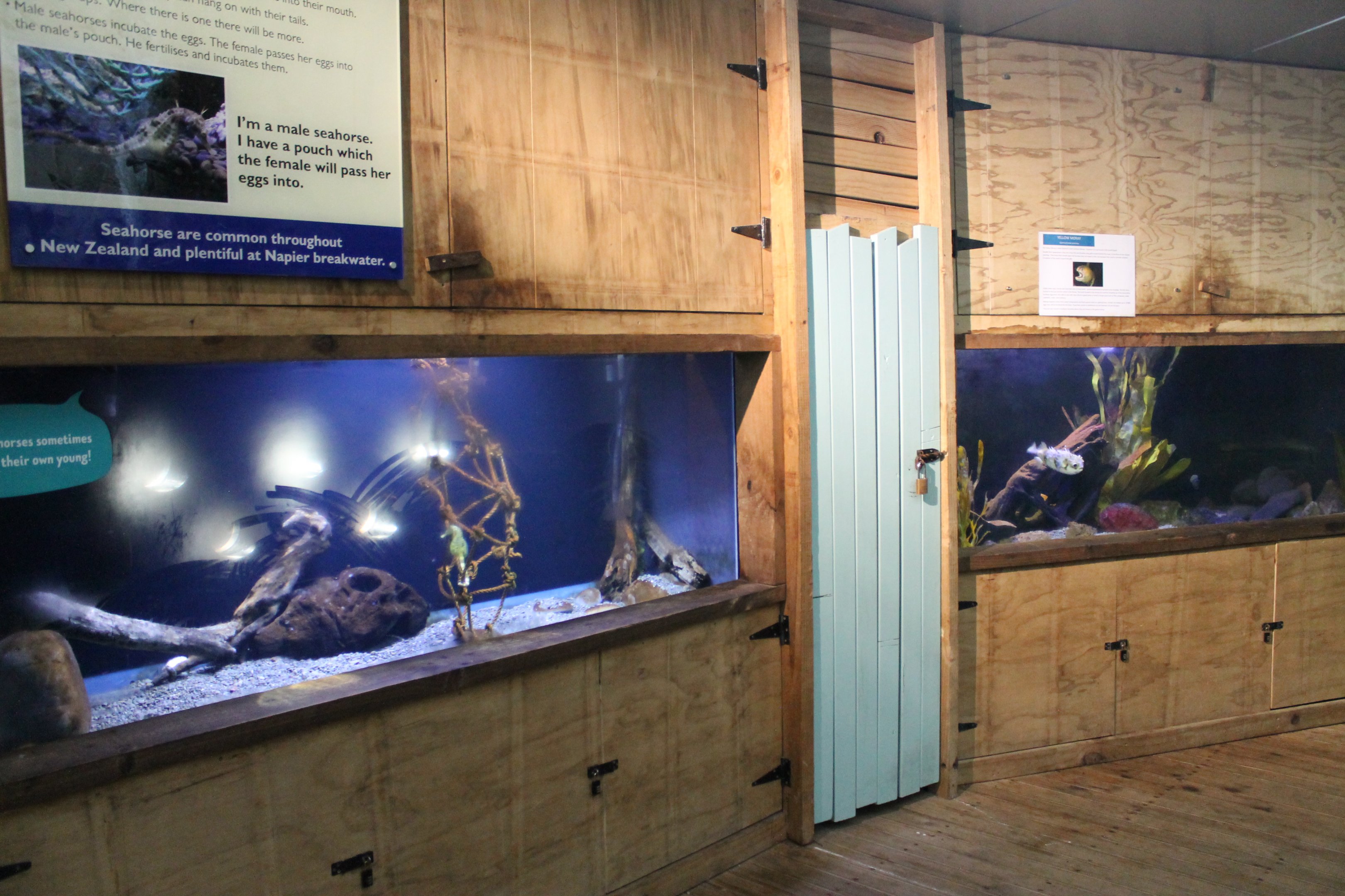 Seahorse and Yellow Moray tanks