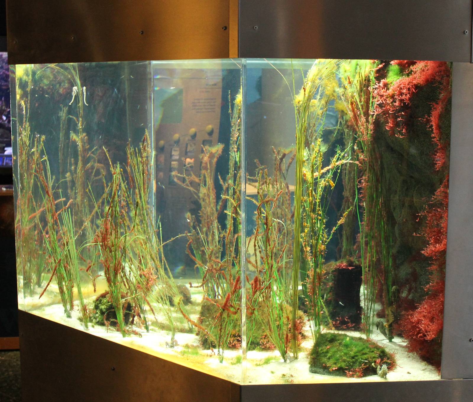 Seahorse aquarium