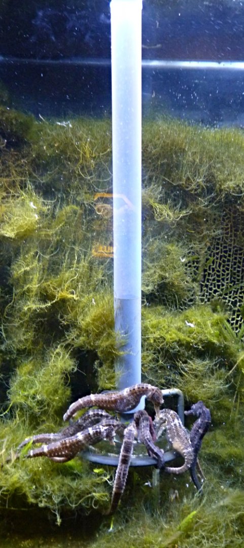 Seahorse authomatic feeder