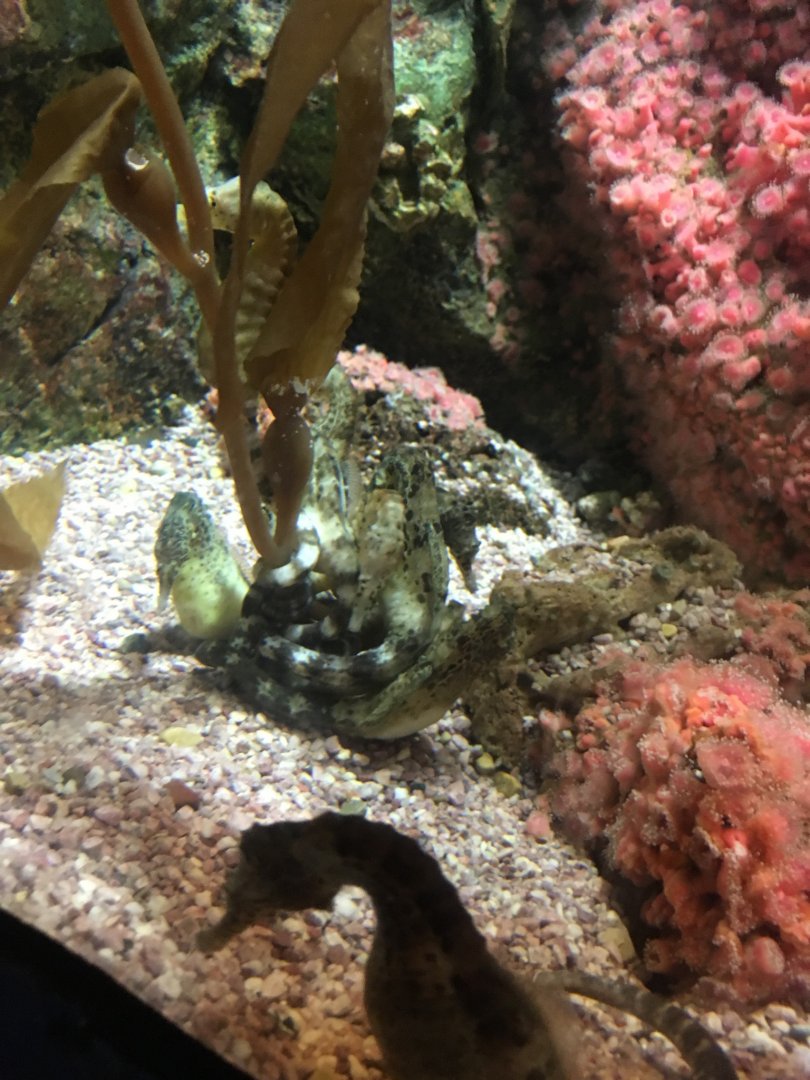 Seahorse | Brookfield Zoo