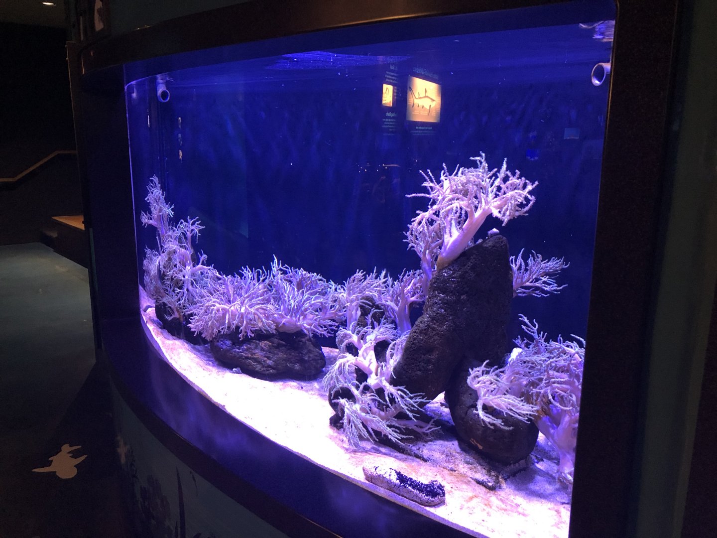 Seahorse coral tank