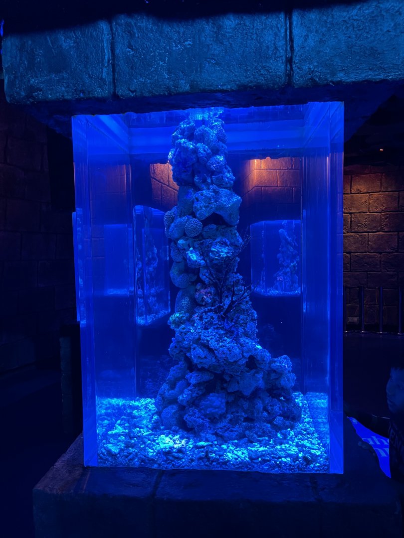 seahorse exhibit (1) - BX Sea