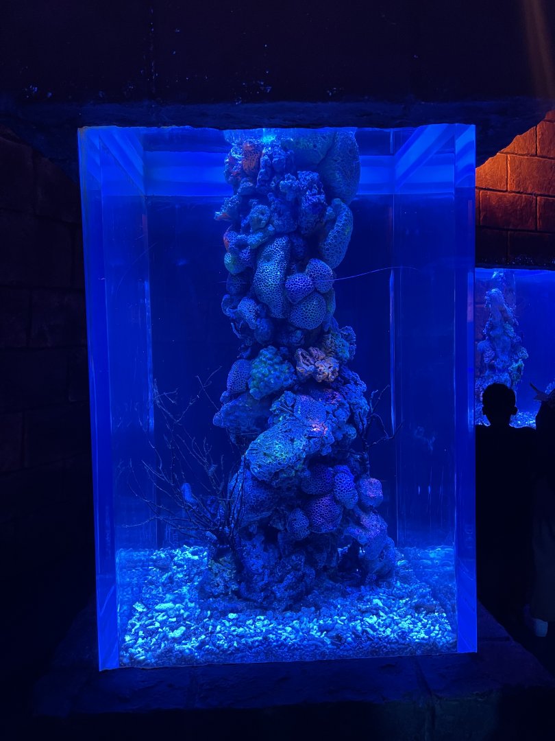 seahorse exhibit (2) - BX Sea