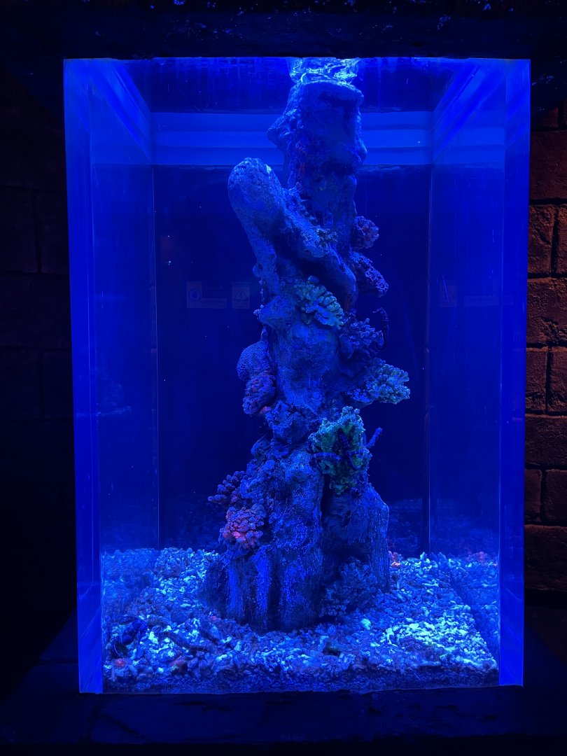 seahorse exhibit (3) - BX Sea