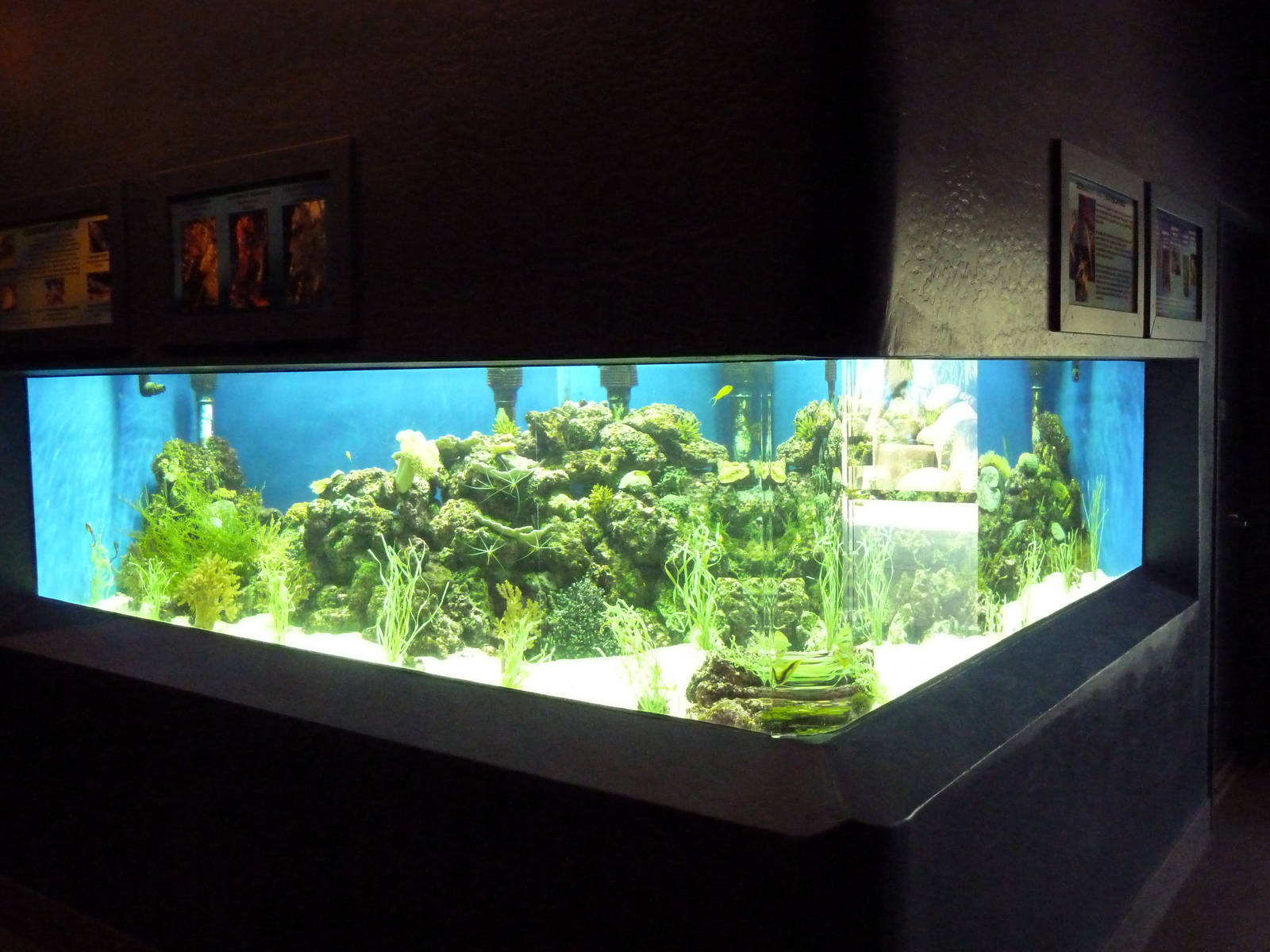 Seahorse Exhibit (3 Species)