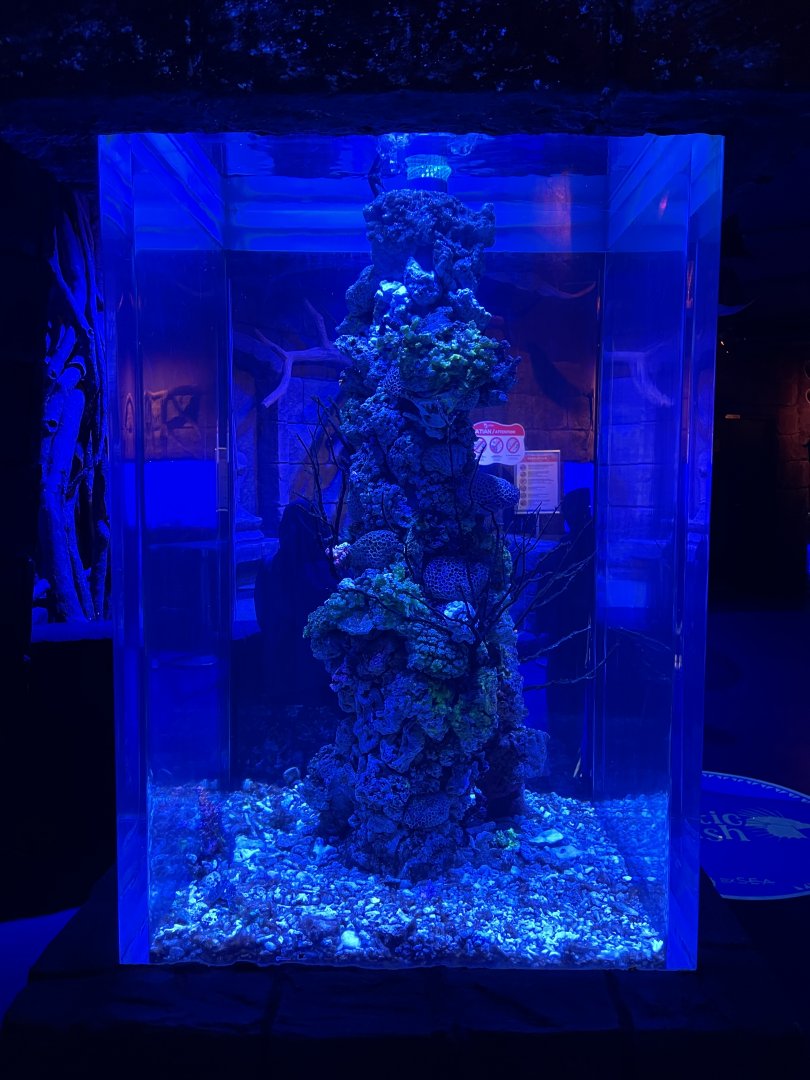 seahorse exhibit (4) - BX Sea