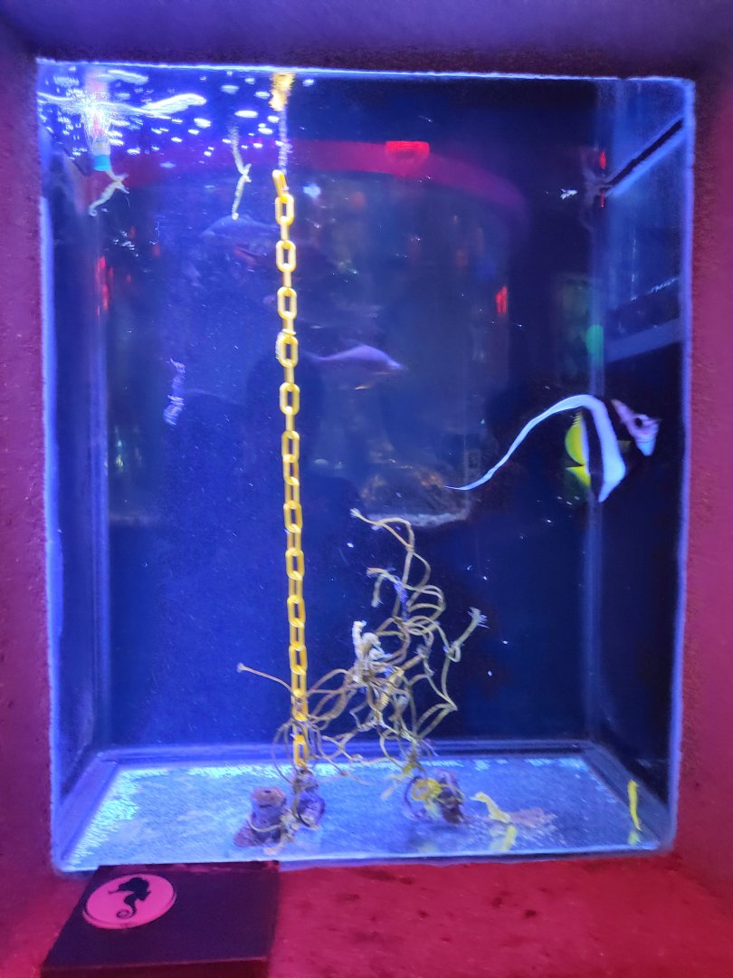 Seahorse exhibit