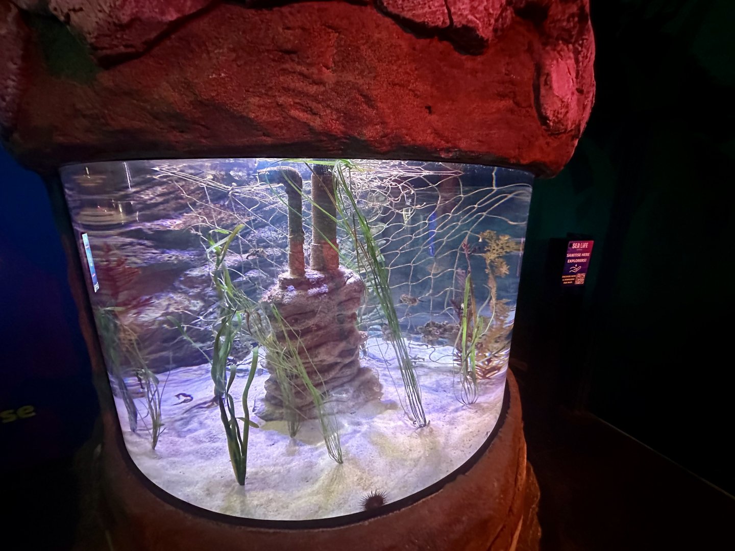 Seahorse Exhibit