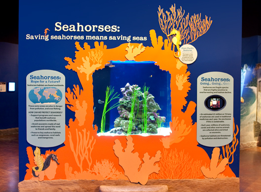 Seahorse Exhibit