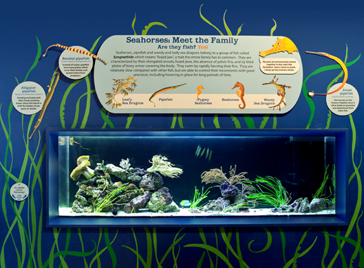 Seahorse Exhibit