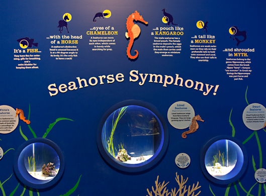 Seahorse Exhibit