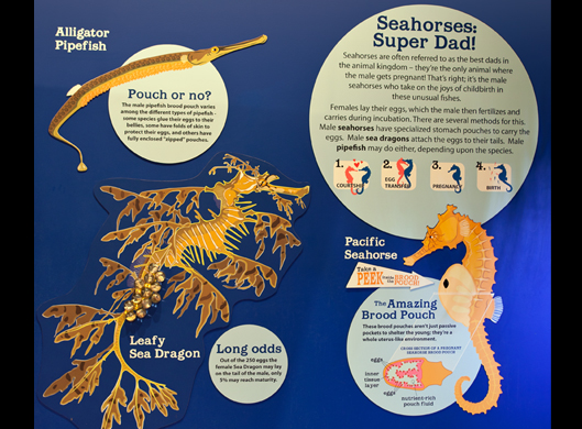 Seahorse Exhibit
