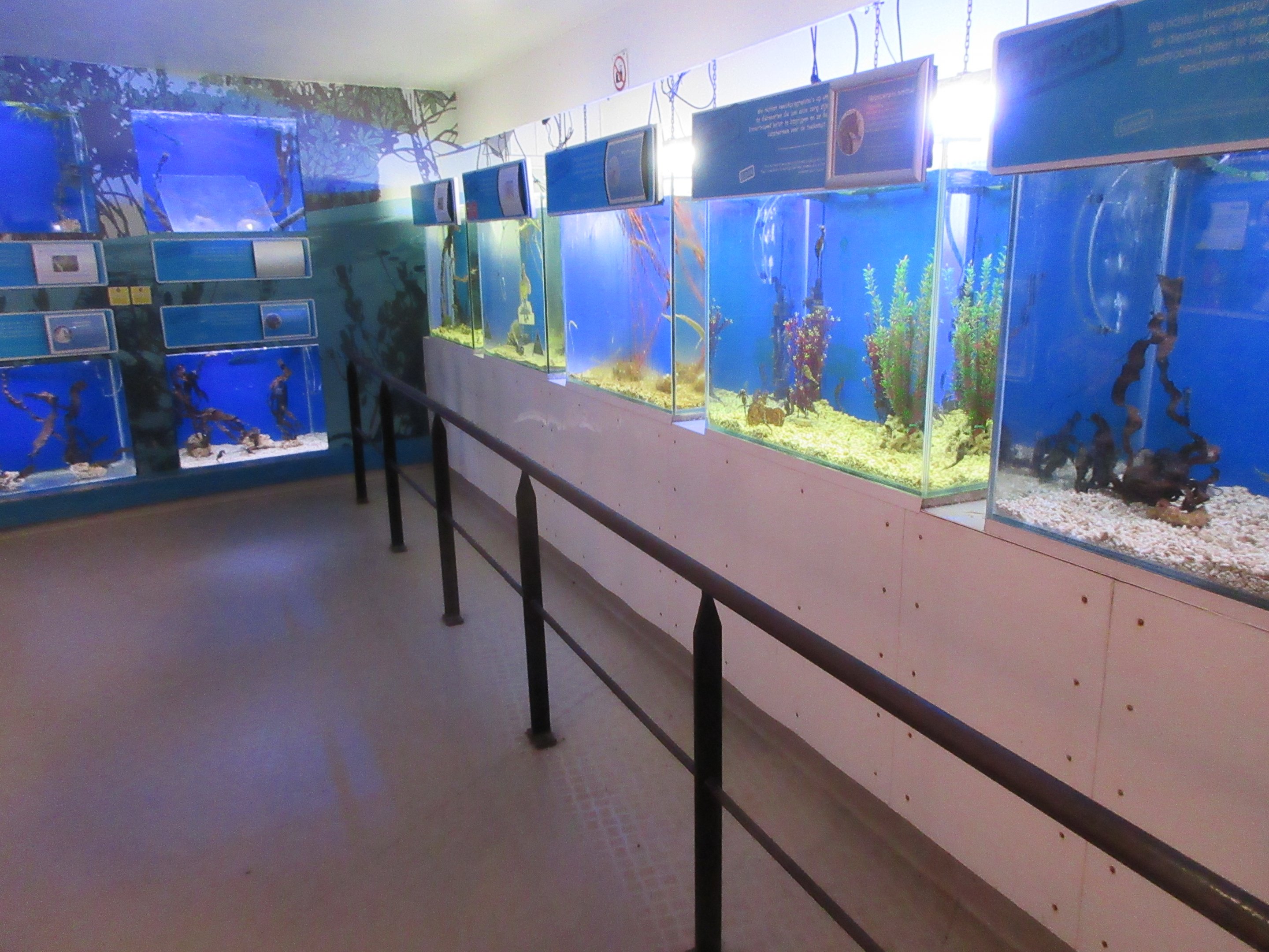 Seahorse Exhibits