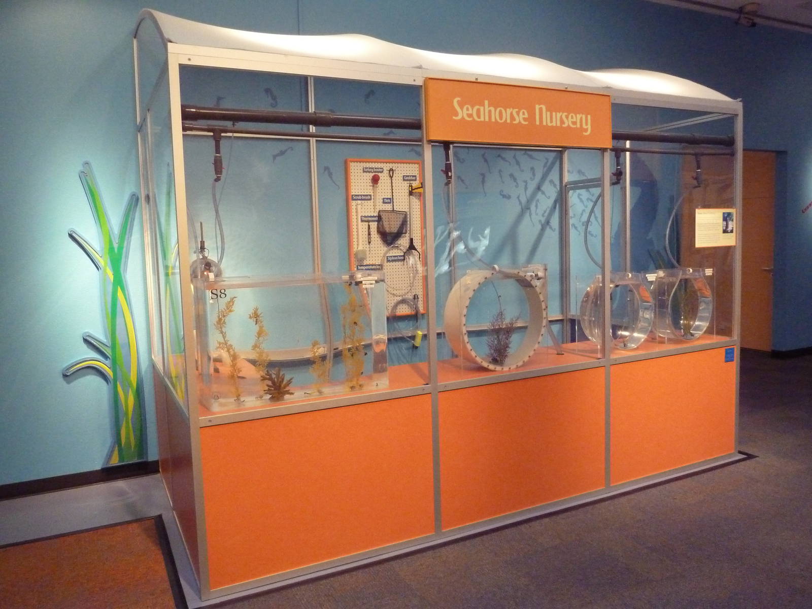 Seahorse Gallery