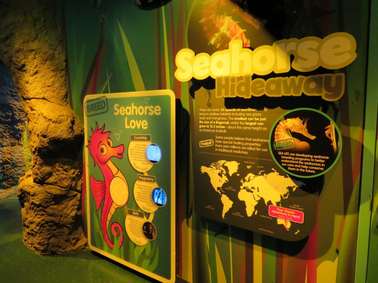 Seahorse Hideaway Exhibits