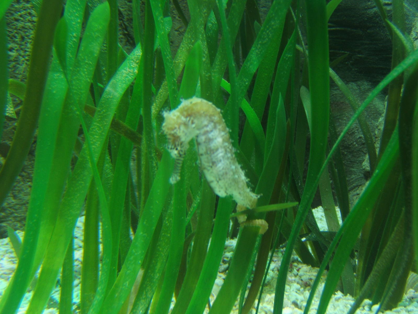 Seahorse (Hippocampus erectus)