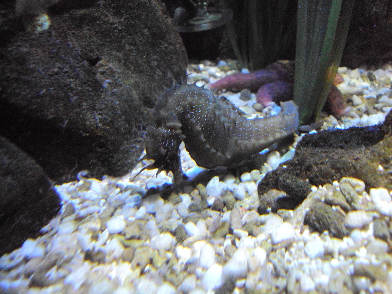 Seahorse (Hippocampus guttulatus)