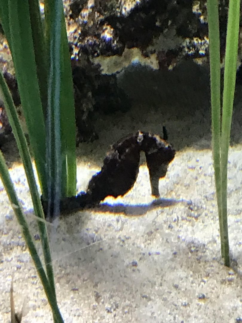 Seahorse ID? - Saint Louis Aquarium at Union Station