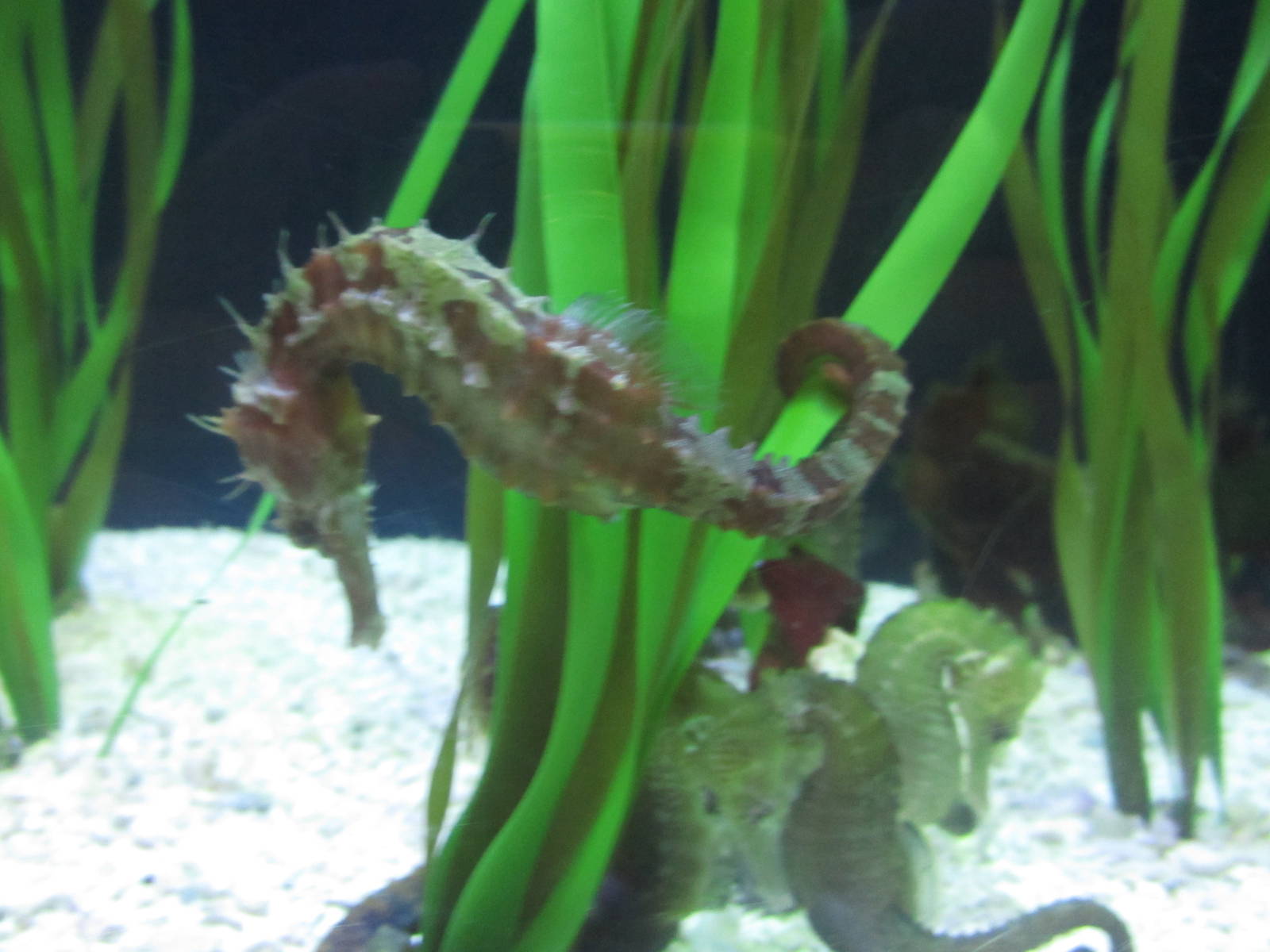 Seahorse ID?