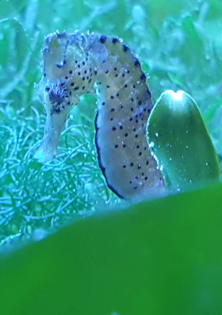 Seahorse ID