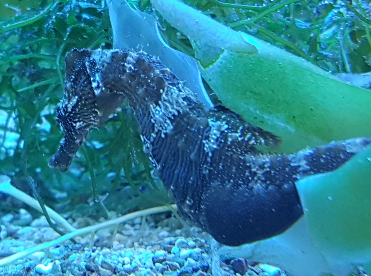 Seahorse ID