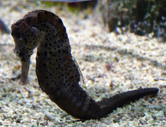Seahorse ID?