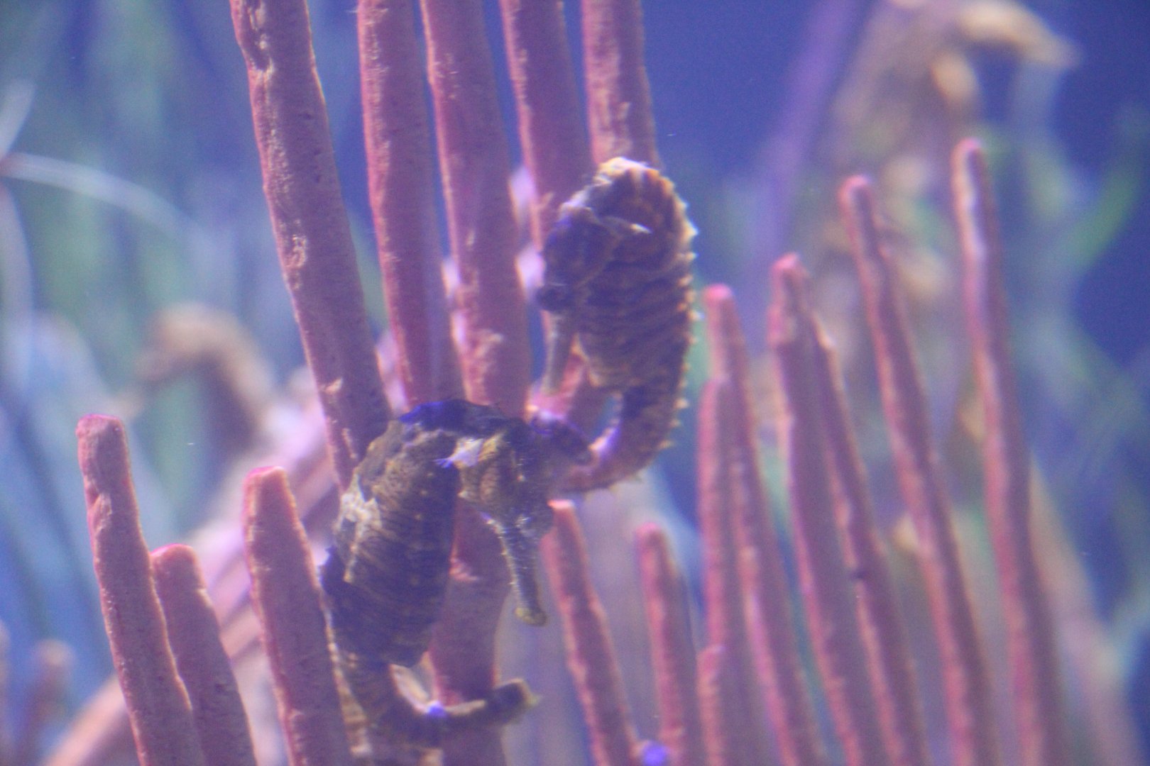 Seahorse ID